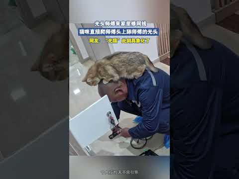 光头师傅来家里修网线，猫咪直接爬师傅头上舔师傅的光头 thumbnail