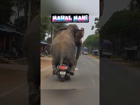 குட்டி கோல்டு மம்மி ? லஞ்ச்க்கு லாவா கேக் கேக்குதா ? ஏய் பாக தள்ளி உட்கார இடம் பத்தல ? #shorts thumbnail