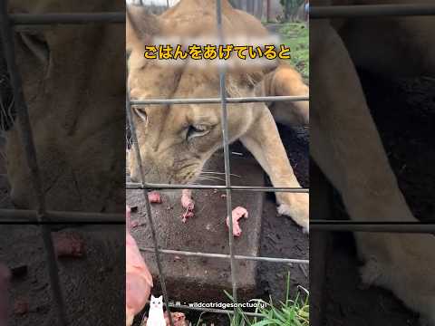 野良猫たちのごはんタイムが過酷な理由 thumbnail