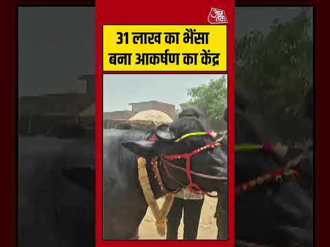 31 लाख का भैंसा बना आकर्षण का केंद्र #viralvideo #shortsvideo #aajtak #latest thumbnail