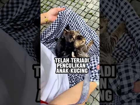 Penculik kucing ini bikin resah induknya thumbnail