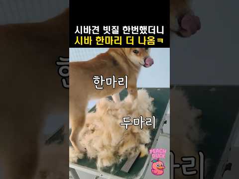 시바견 빗질 한번했더니 시바 한마리 더 나옴ㅋㅋ thumbnail