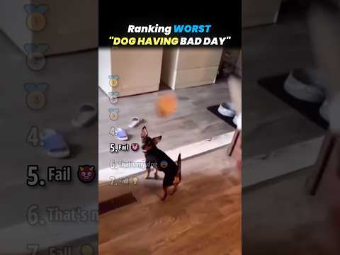 Ranking WORST UNFORTUNATE DOG Core Moments!! 🐶🫩 thumbnail