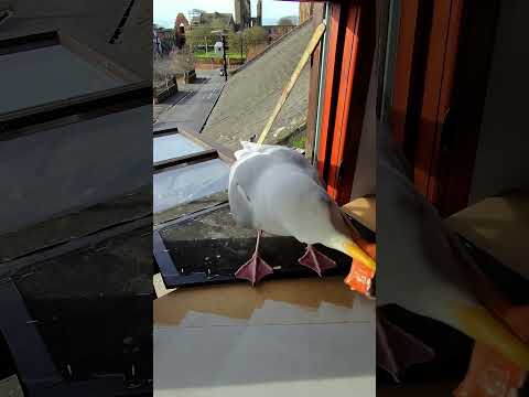 My Pet Seagulls New Platform Is Working!! thumbnail