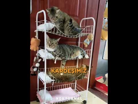 Kedilerin Uyku Kavgası thumbnail
