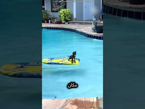 قطة جدي التي غيرت حياته thumbnail