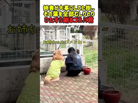 【爆笑】「わざとじゃないんだ…」大切にしていた樹の葉を全部むしり取った犯人の、切実な謝罪ｗ　 #いぬ #犬 #ワンコ #犬動画 #ゴールデンレトリーバー #犬のいる暮らし #shorts #面白動画 thumbnail