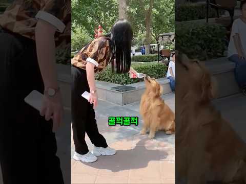 모르는 여자 물병 통째로 빼앗아 마신 누렁이의 반전 행동 thumbnail