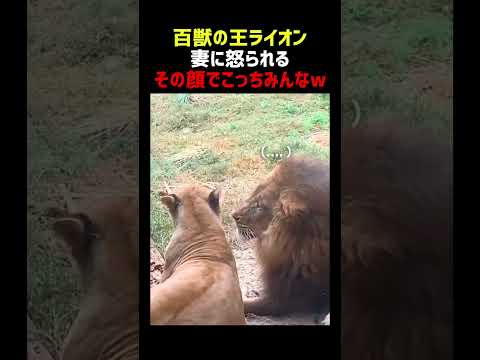 百獣の王ライオン 嫁に怒られる thumbnail