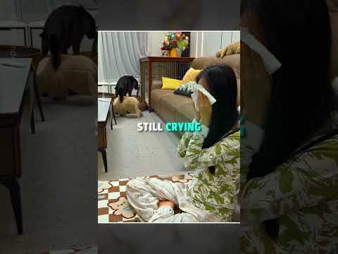 This Dog only Loves his MOM ?? #shorts thumbnail