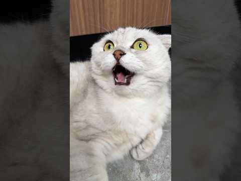 🥲 #cats #cat thumbnail