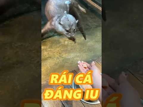 CÁCH GỌI MẤY EM RÁI CÁ NHANH NHẤT thumbnail