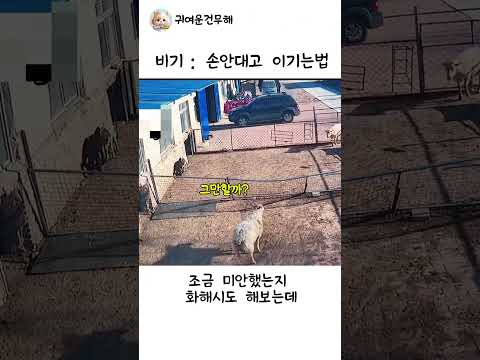 비기 : 손안대고 이기는 법 #동물 #양 thumbnail
