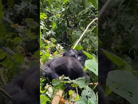 Uganda, Incredible Destinations #travel #short thumbnail