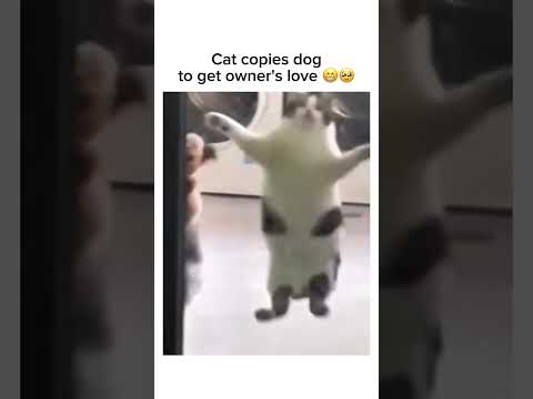 Cat's going full dog mode for attention 😂 Subscribe for more! #shorts thumbnail