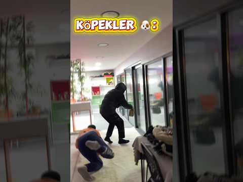Kediler vs köpekler hırsıza tepki thumbnail