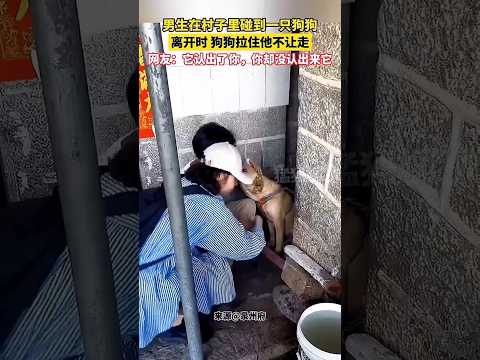 ?? 回乡偶遇幼时玩伴，忠犬飞奔跳跃苦苦挽留 ?? A Loyal Dog’s Desperate Plea: Don’t Go thumbnail