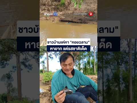 ชาวบ้านแห่หา "หอยฉลาม" หายาก แต่รสชาติเด็ด thumbnail
