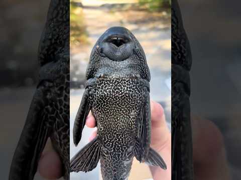 Từ Cá Cảnh Thành Sinh Vật Xâm Lấn Đáng Sợ Nhất 🐟 thumbnail