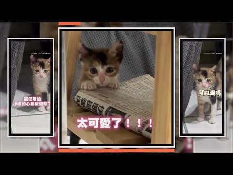 小三花貓自己探索環境　睜超萌大眼四處亂看 thumbnail