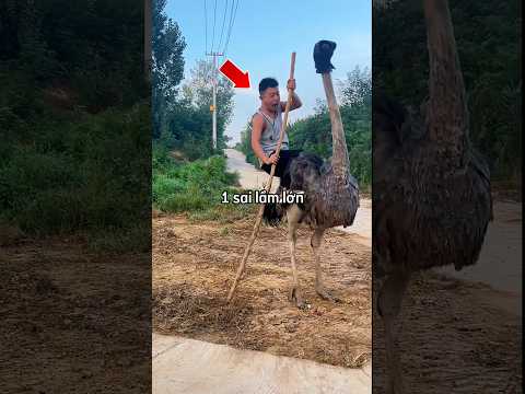 Anh chàng mắc sai lầm lớn khi cưỡi lên một con đà điểu ? thumbnail
