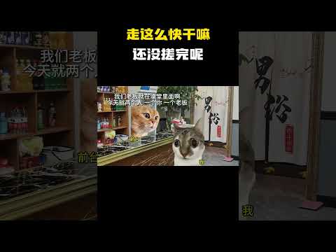 走这么快干嘛，还没搓完呢 #猫meme #内容过于真实 #funny thumbnail