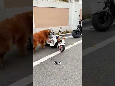 الكلب الذكي thumbnail