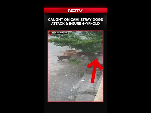 Maharashta News | On Cam: Stray Dogs Attack & Injure A 4-Year-Old Child In Beed thumbnail