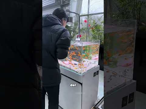 Se Sorprendió Cuando La Pecera Se Puso Limpia 🐟 thumbnail