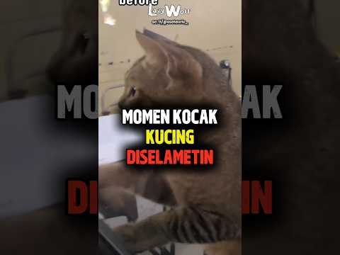 Unik emang ni makhluk😹 thumbnail
