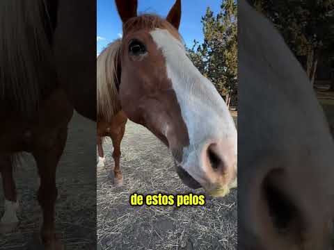 No Cortes Sus Bigotes 😳 thumbnail