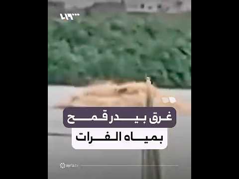 انجراف بيدر قمح أمام أعين أصحابه بفعل فيضان الفرات في دير الزور thumbnail