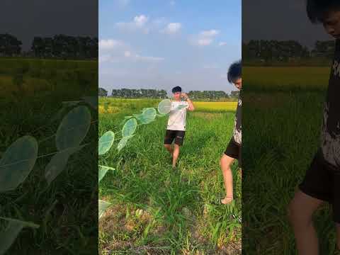 Đẳng cấp triệu views rồi #thadieu #dieusao #thadieusao  #shorts #caulongbocondua thumbnail