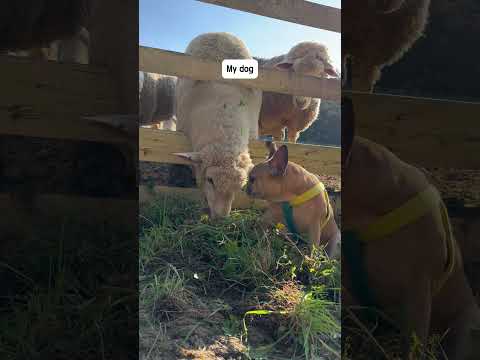 This is NOT what I Expected 😂🐶 #funny #pets #funnyvideo #sheepdog #cutedog #frenchbulldog #puppy thumbnail