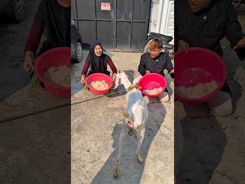 Kambing pilih papa atau bunda thumbnail
