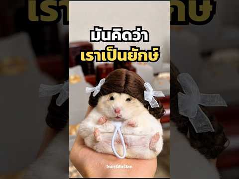 ตัวเล็ก…แต่พลังงานไม่มีวันหมด!🐹 thumbnail