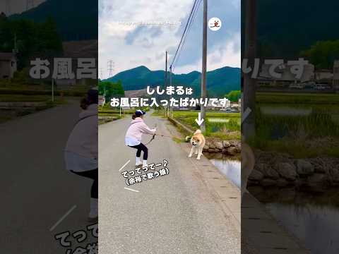 風呂に入ったばかりの愛犬が田んぼに入りたがる｜PECO thumbnail