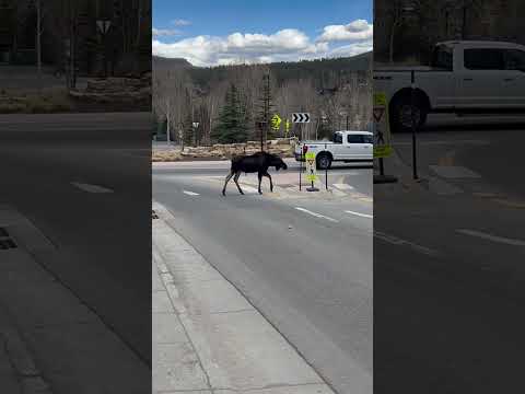 Smart Moose Uses Zebra Crossing thumbnail