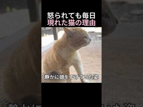 怒られても毎日現れた猫の理由 thumbnail
