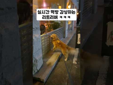 실시간 먹방 감상하는 리트리버 ㅋㅋㅋ thumbnail
