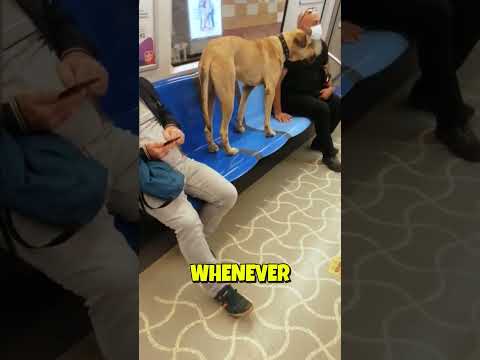 This Dog Traveled 70 Kilometers Every Day 🐶🥺 thumbnail