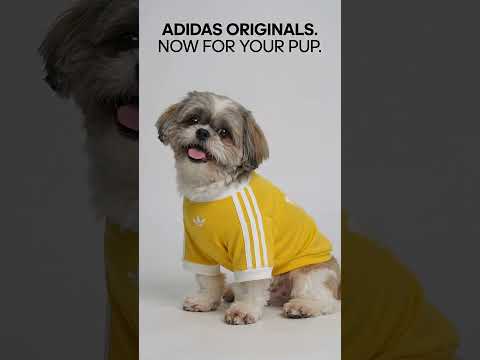 Chukchuk for Adidas thumbnail