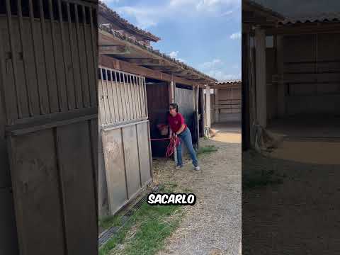 Esta MUJER tuvo un PEQUEÑO PROBLEMA cuando QUISO enseñar a SU BONITO NUEVO ANIMAL thumbnail