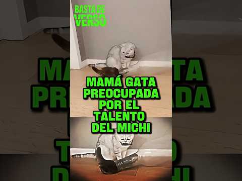 mama gata preocupada por el talento del michi thumbnail