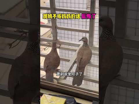 斑鸠不听妈妈的话，现在后悔了 #大熱門 #搞笑视频 #感人壹幕 #funny #精彩影视 #寵物友善日常 #搞笑 #萌寵 #影視解説 #影视聚焦 thumbnail