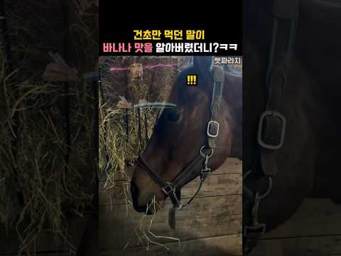 건초만 먹던 말이 바나나 맛을 알아버렸더니?ㅋㅋ #동물 #말 thumbnail