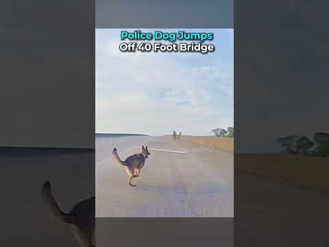 Police Dog Jumps Off 40 Foot Bridge  #bodycam #cops #police thumbnail