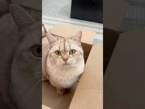 Only cat owners understand 😌 #cats #funny #catsofyoutube #catlovers thumbnail