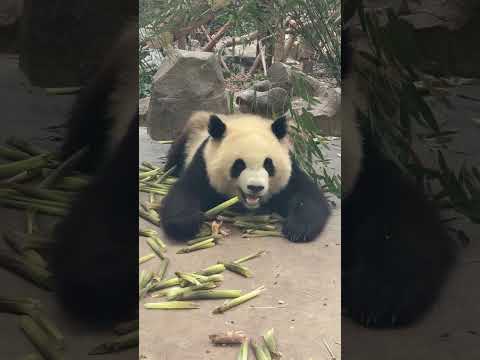 小鰲拜兒童節變身毛毯，夢回baby時期的毯星! 拜拜豬趴著喫筍筍啦!平時要嘛撐著地，要嘛側躺。今天像小文那樣趴著喫，簡直和他baby時期一模一樣，扁扁的一灘。 #大熊貓輪武 #大熊貓小鰲拜 thumbnail