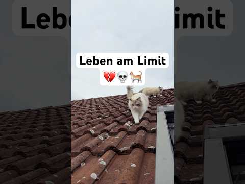 wärt ihr böse gewesen❓😂 #shorts #tisecustomdesign thumbnail